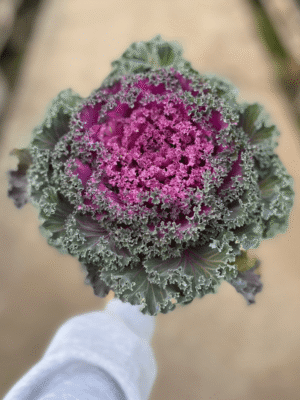 repollo-de-invierno1