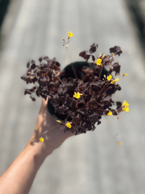 Oxalis-M12-1