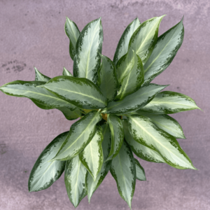 aglaonema-3-plantas-m24-3