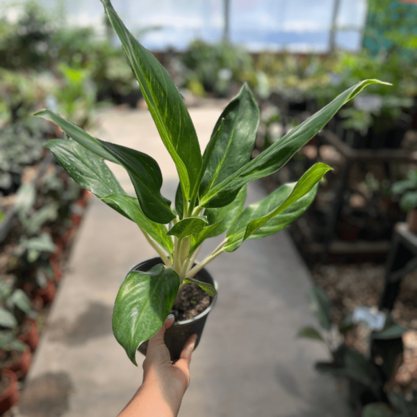 aglaonema-1