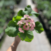 primula-obconica-1