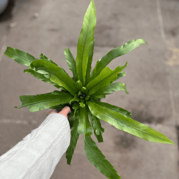 asplenium-1