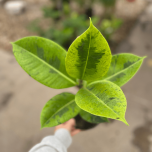 ficus-elastica-variegado-2