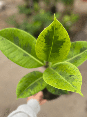 ficus-elastica-variegado-2