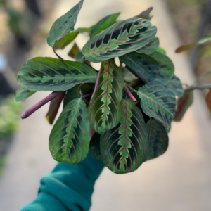 marantha-leuconeura