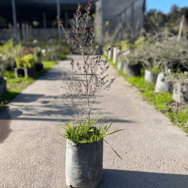 Leptospermum-1