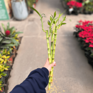 lucky-bamboo-recto
