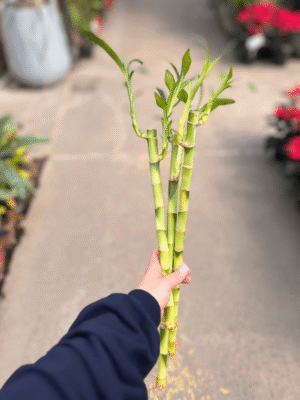 lucky-bamboo-recto