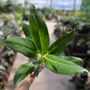 aglaonema