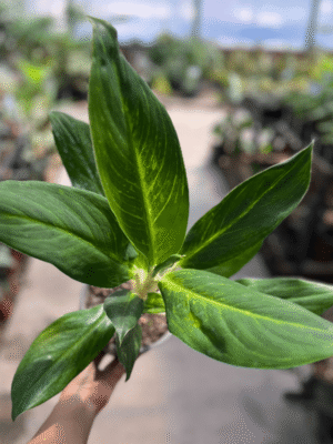 aglaonema