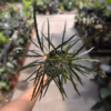aralia-elegantisima