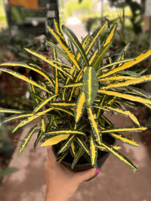croton-fideo