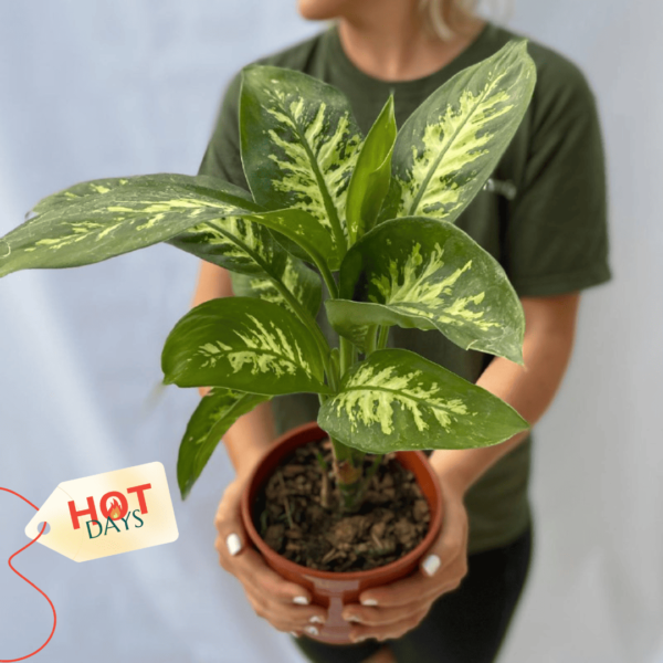 Dieffenbachia-Tropic-hotdays