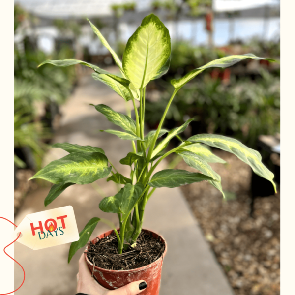 Dieffenbachia-mariana-hotdays