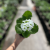 primula-obconica-2