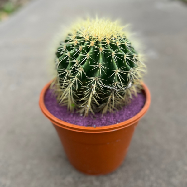 echinocactus