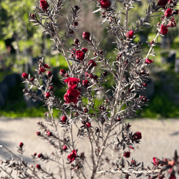 Leptospermum-2