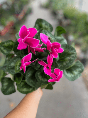 violeta-de-los-alpes