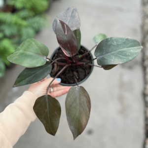 philodendron-pink-princess