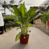 aglaonema-3-plantas-m24-1