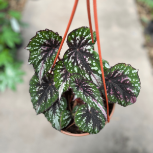 begonia-rex-3