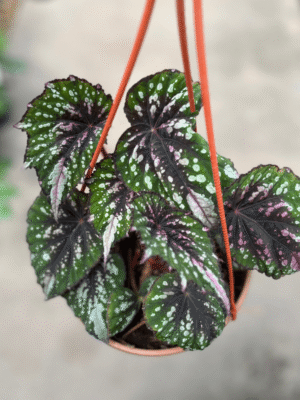 begonia-rex-3