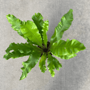 asplenium-2