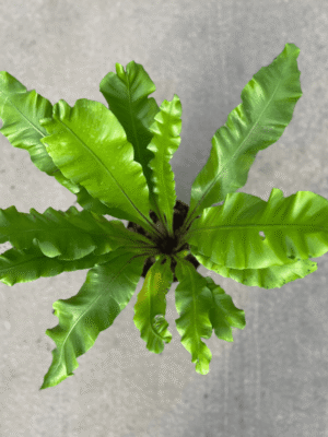 asplenium-2