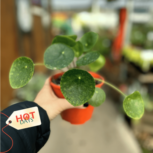 Pilea-Peperomoides-hotdays