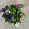 primula-obconica-colores