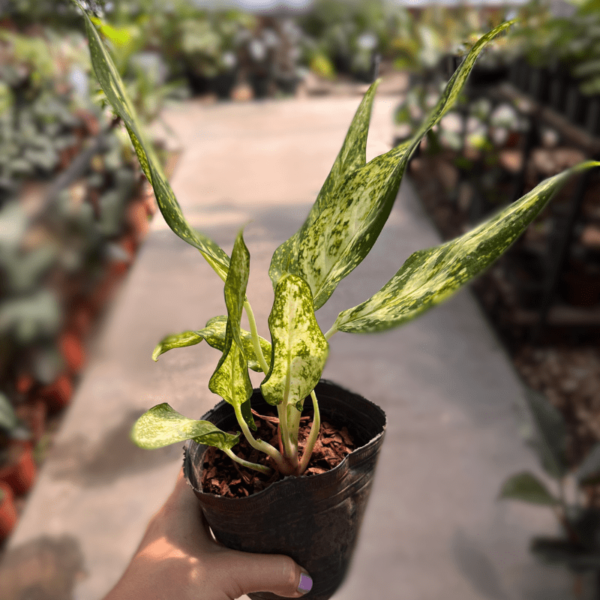 aglaonema-3