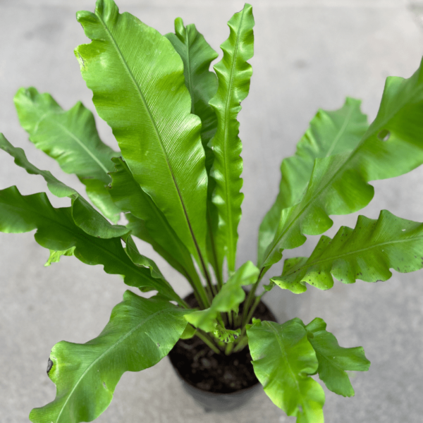 asplenium-3