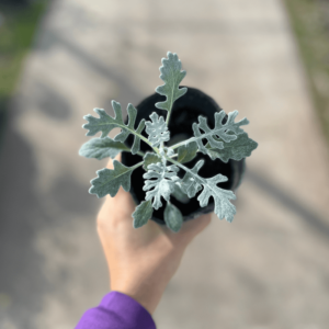 cineraria-maritima