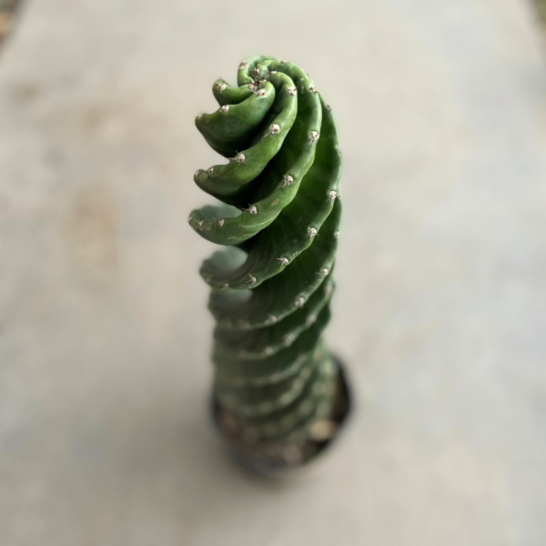 cactus-espiralado-2