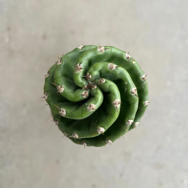 cactus-espiralado-3