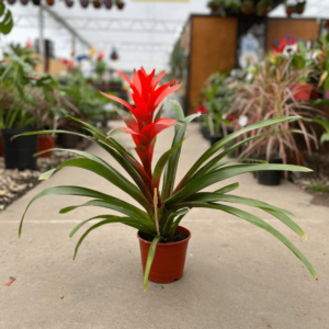 Guzmania