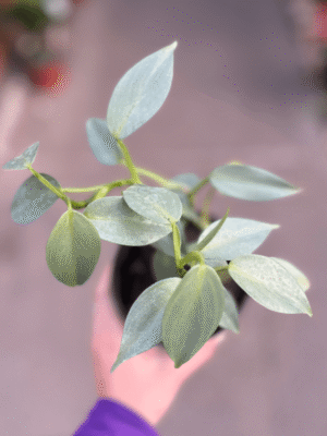 philodendron-plateado