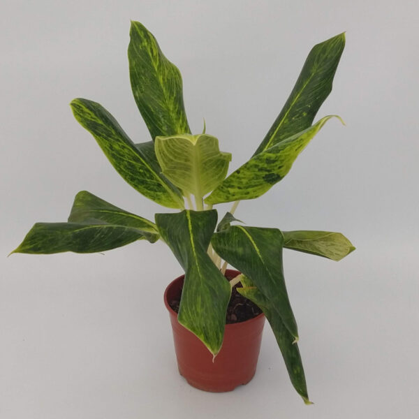 La aglaonema se caracteriza por una gran resistencia para sobrevivir en lugares poco luminosos lo que la hace ideal como planta de interior.