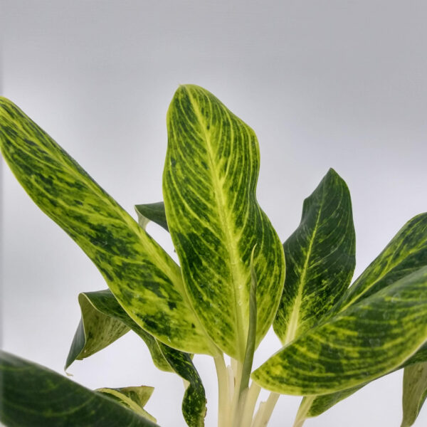 La aglaonema se caracteriza por una gran resistencia para sobrevivir en lugares poco luminosos lo que la hace ideal como planta de interior.