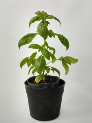 La Albahaca es una hortaliza infaltable en tu huerta o jardín. Es ideal para el uso de sus hojas en la cocina.