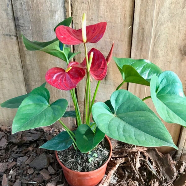 El Anthurium es una planta cuya inflorescencia de color rojo intenso con forma de corazón la hace perfecta como decoración para interiores.