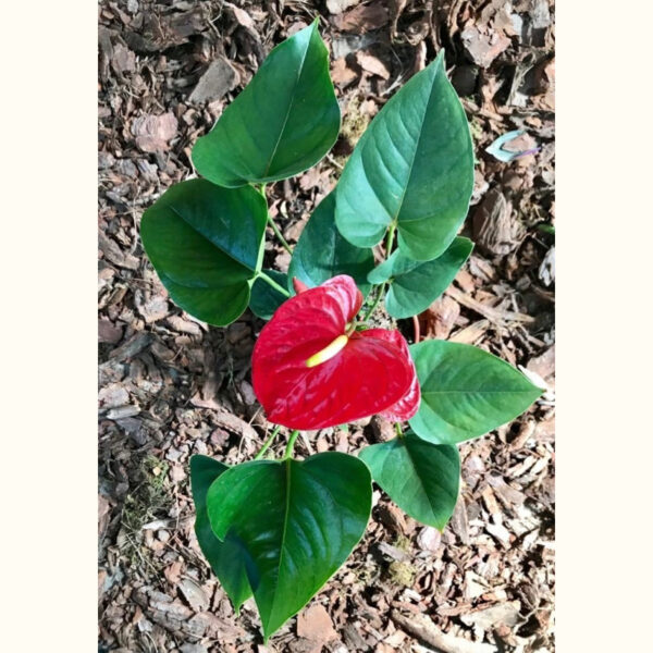 El Anthurium es una planta cuya inflorescencia de color rojo intenso con forma de corazón la hace perfecta como decoración para interiores.