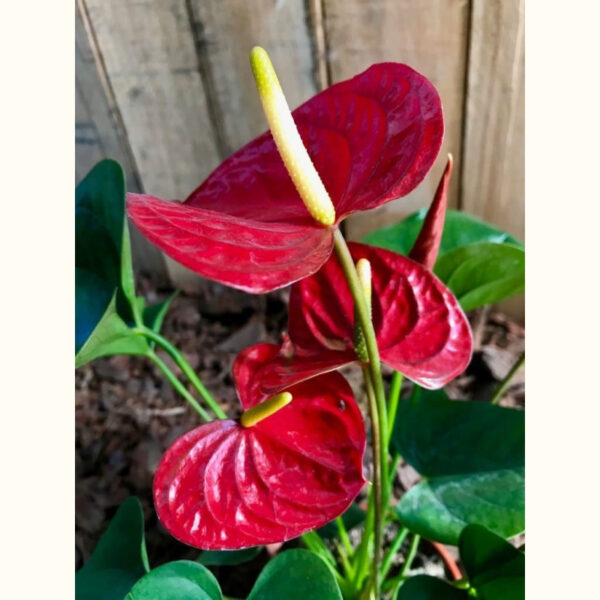 El Anthurium es una planta cuya inflorescencia de color rojo intenso con forma de corazón la hace perfecta como decoración para interiores.