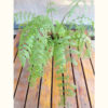 El asplenium bulbiferum, también llamado piko piko, es una de las plantas más habituales en la decoración de interiores.