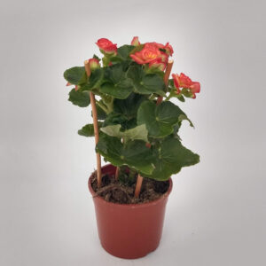 La Begonia de la paz es una planta herbácea, sus flores son el atractivo principal, con diversos colores para avivar tus interiores.