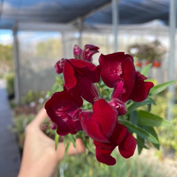 El conejito , es una planta fácil de cultivar, que se puede utilizar en el jardín o en el balcón,ideal para dar color