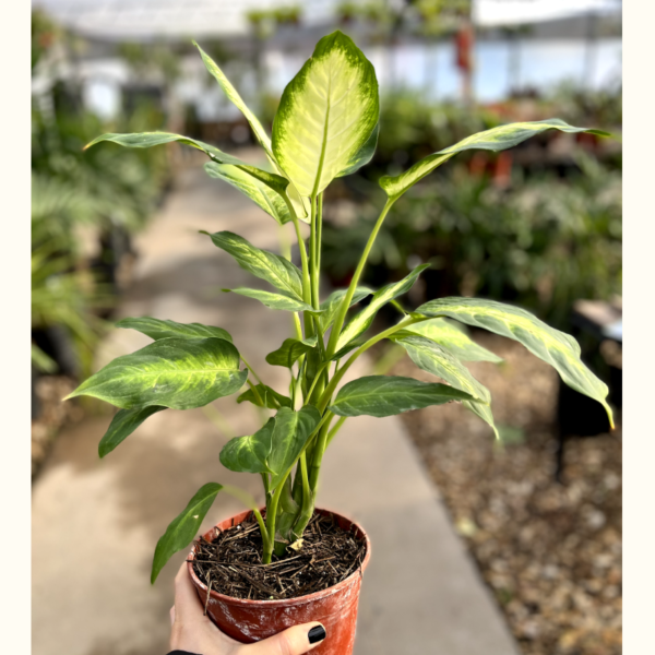 Dieffenbachia Mariana - Vivero Agronomía