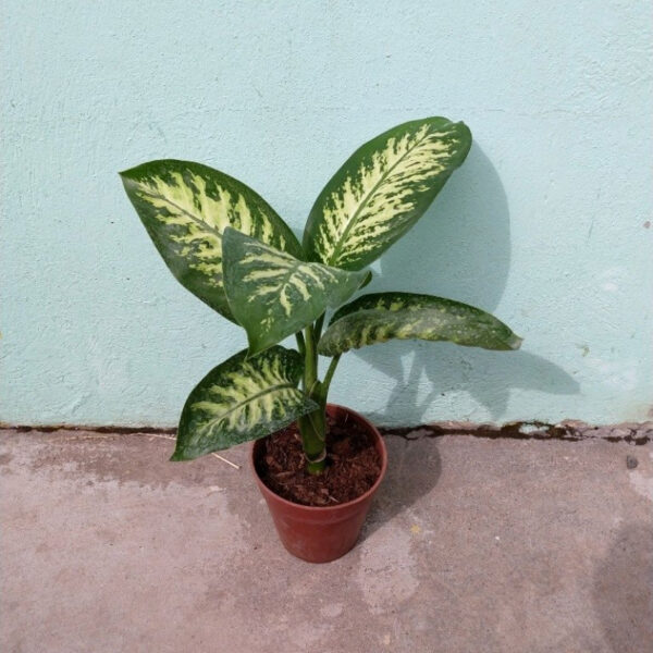 La Dieffenbachia Tropic es una planta herbácea y perenne perteneciente a la familia Araceae y es originaria de Colombia y de Costa Rica.