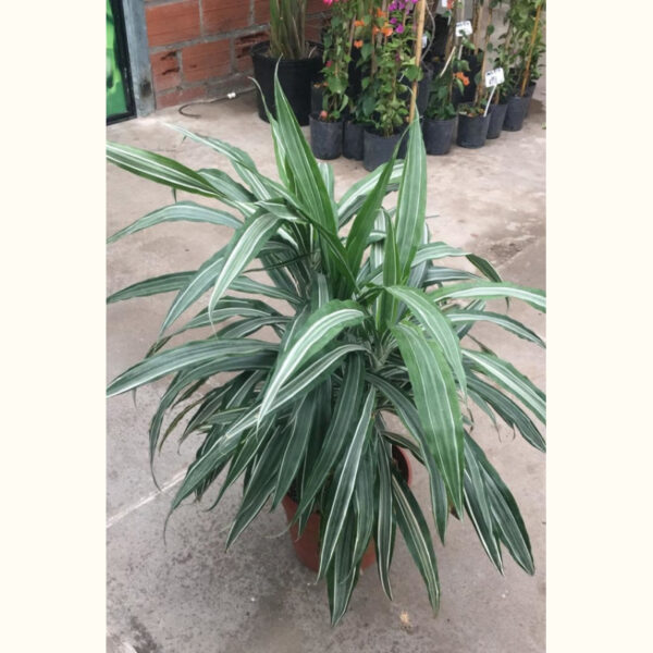 La Drassena Warnecky es una planta especial para la decoración de casas y oficinas, por sus bordes blancos.