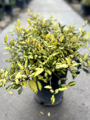 El Eleagnus pungens Leticia es una planta de fácil cultivo ideal para formar cercos o cortinas en tu jardín, o en maceta en terraza o balcón.